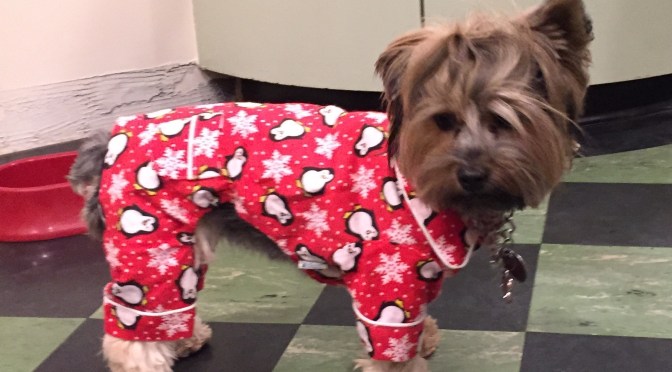 Why Are Dogs So Cute In Clothes?